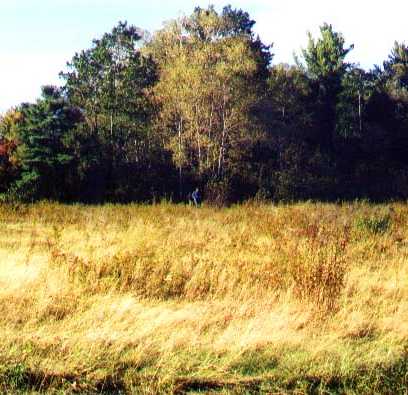 Looking north along the roadbed.